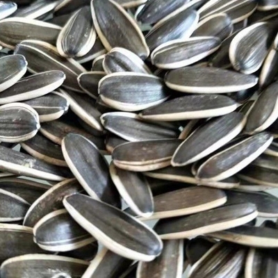 ซื้อ เมล็ดดอกแดด T6 เหมาะสมกับความต้องการของลูกค้า online manufacture