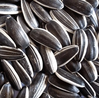 ขายปลีกของจีน ไม่ GMO คุณภาพดี ราคาดี เมล็ดเมล็ดพืชพืชพืชพืชพืชพืช