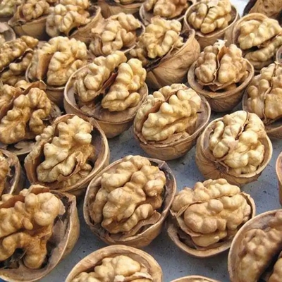 สัมผัสผลงานที่ไม่มีคู่กับ Walnut Core Nucleus 2